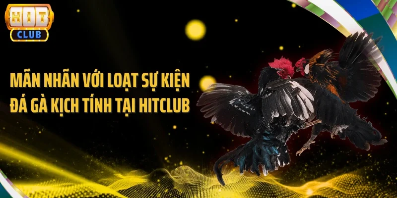 Mãn nhãn với loạt sự kiện đá gà kịch tính tại Hitclub
